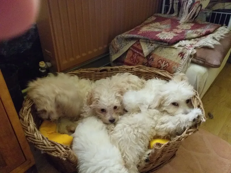 Pui bichon havanez - Imaginea 2