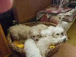 Pui bichon havanez - Miniatura 2