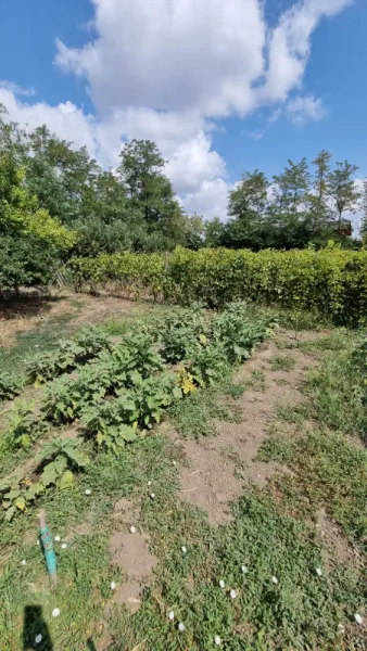 DE VANZARE CASA + TEREN SAT LUPSANU, JUD. CALARASI - DIRECT PROPRIETAR - Imaginea 7