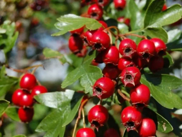 Vanzarea cu ridicata a Fructe de paducel direct de la producator la preturi optime - Imaginea 2