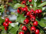 Vanzarea cu ridicata a Fructe de paducel direct de la producator la preturi optime - Miniatura 2