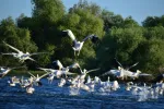 Excursii in DELTA DUNARII - Miniatura 2