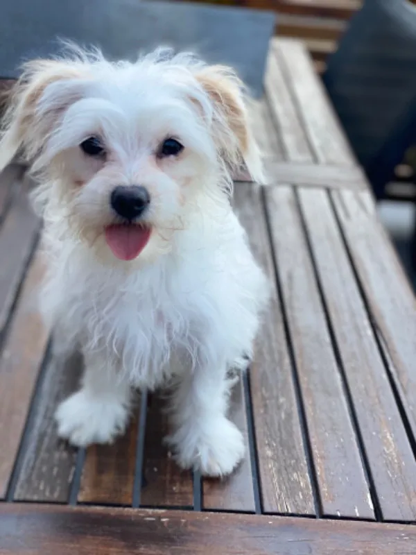Bichon Maltez - Imaginea 1