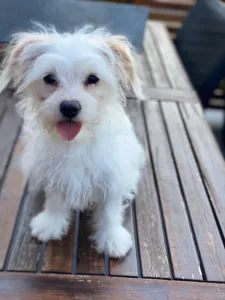 Bichon Maltez