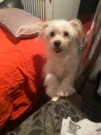 Bichon Maltez - Miniatura 2