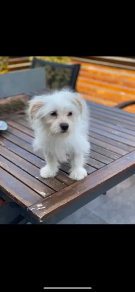 Bichon Maltez - Imaginea 3