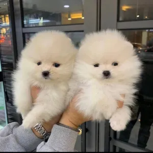 Pomeranian de vanzare