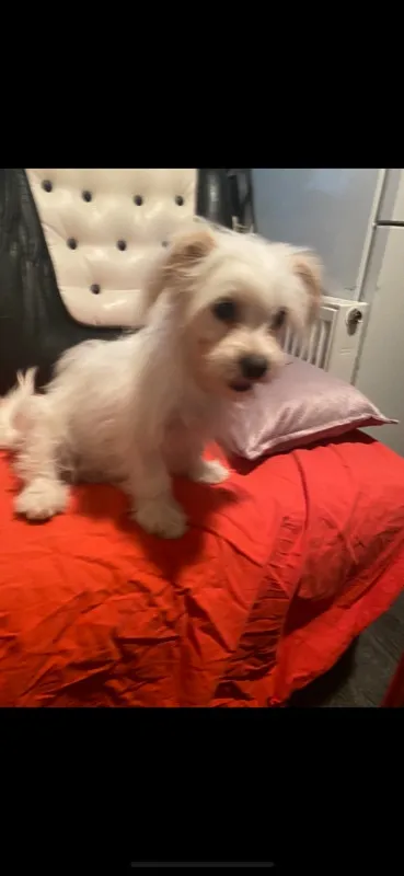 Bichon Maltez - Imaginea 4