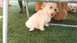 Vind urgent pui Bichon de 6 saptamini . - Miniatura 1