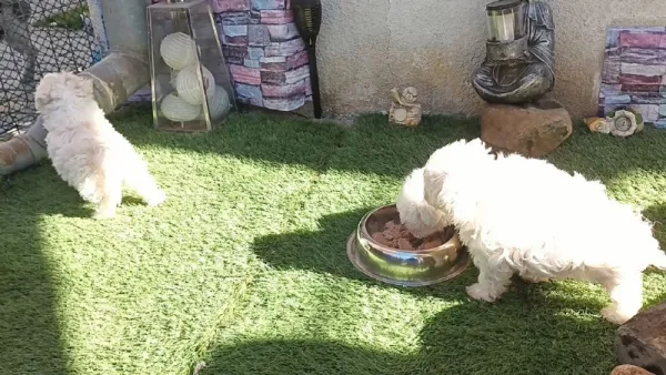 Vind urgent pui Bichon de 6 saptamini . - Imaginea 2