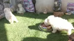 Vind urgent pui Bichon de 6 saptamini . - Miniatura 2