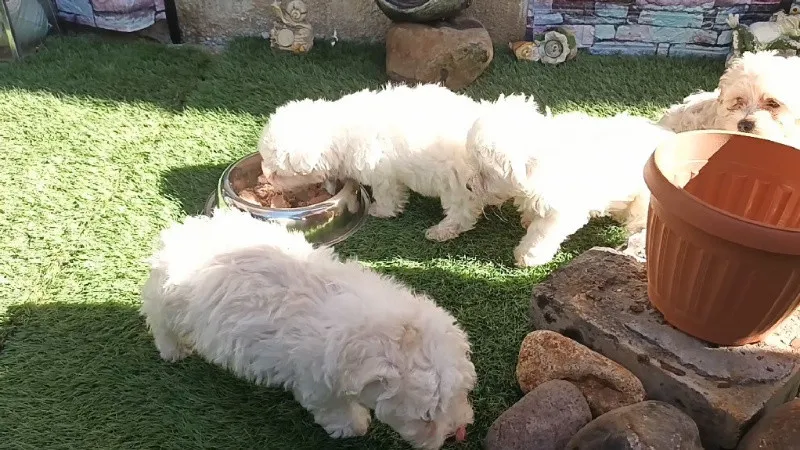 Vind urgent pui Bichon de 6 saptamini . - Imaginea 3