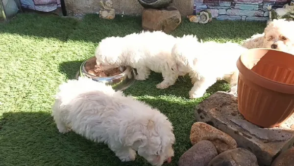 Vind urgent pui Bichon de 6 saptamini . - Imaginea 3