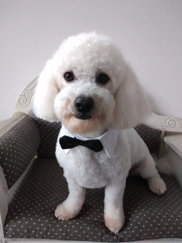 Caniche pitic imi caut jumatatea - Imaginea 1
