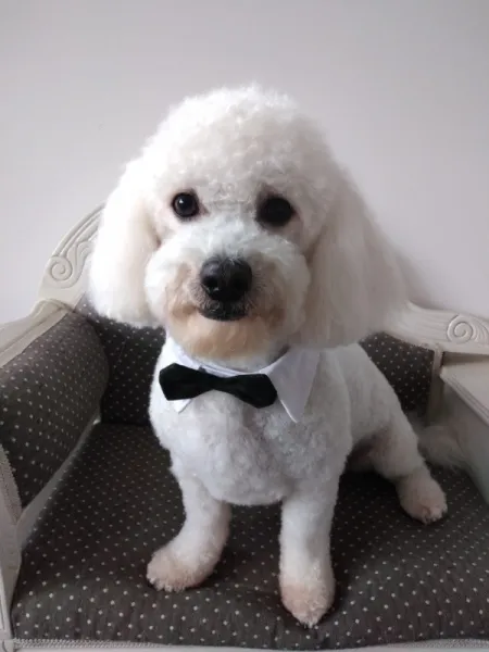 Caniche pitic imi caut jumatatea - Imaginea 1