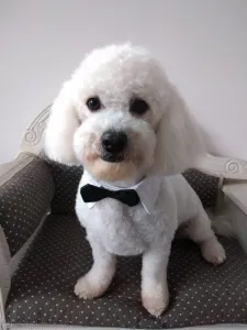 Caniche pitic imi caut jumatatea