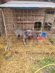Catele cane corso blue de vanzare - Miniatura 1