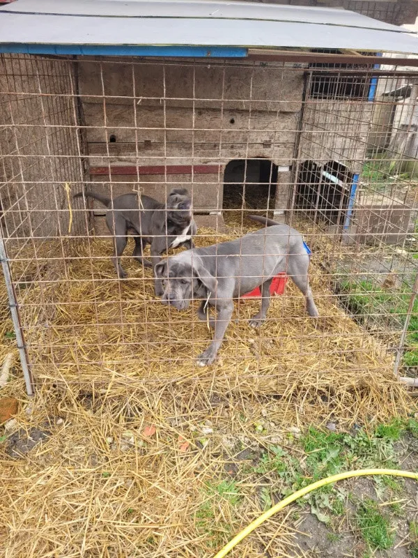 Catele cane corso blue de vanzare - Imaginea 2