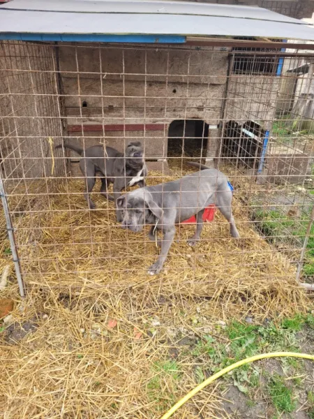 Catele cane corso blue de vanzare - Imaginea 2