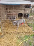 Catele cane corso blue de vanzare - Miniatura 2
