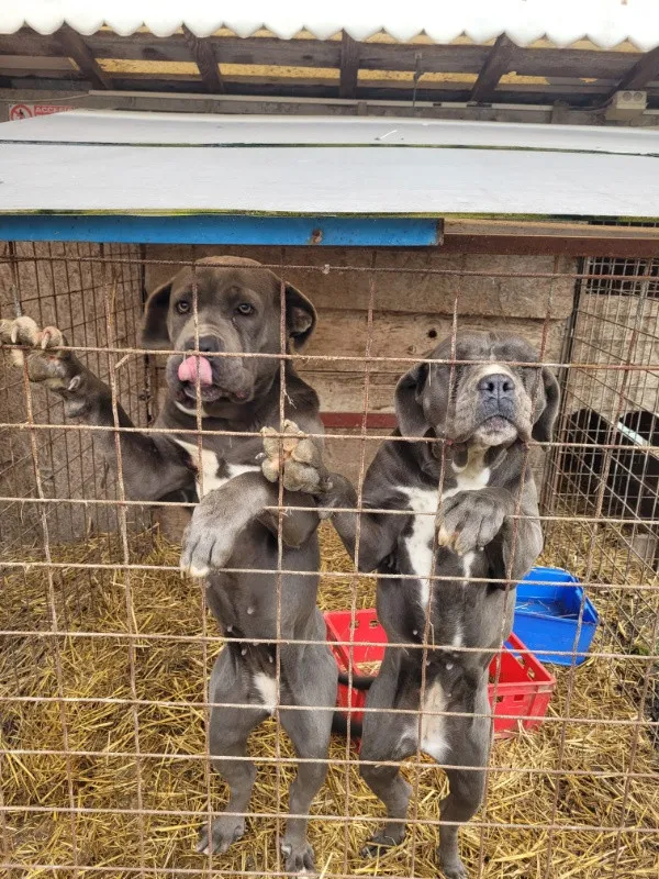 Catele cane corso blue de vanzare - Imaginea 3