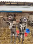 Catele cane corso blue de vanzare - Miniatura 3