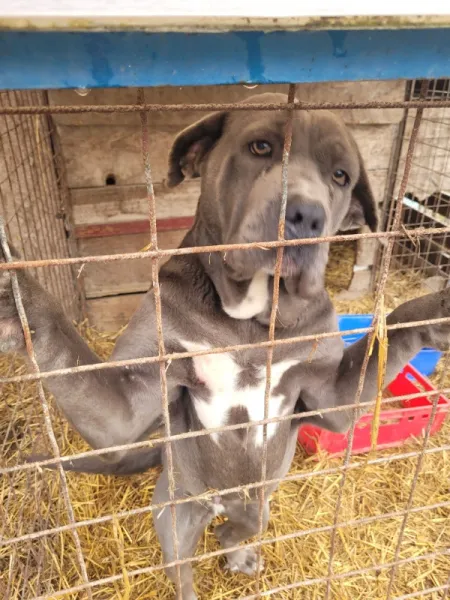 Catele cane corso blue de vanzare - Imaginea 4