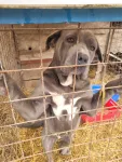 Catele cane corso blue de vanzare - Miniatura 4