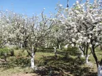 Teren de vanzare in Butimanu, deschidere 26ml, 4000 mp, 65. 000 euro - Miniatura 3