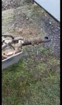 Remorca 3. 5 t 15 ewp - Miniatura 2