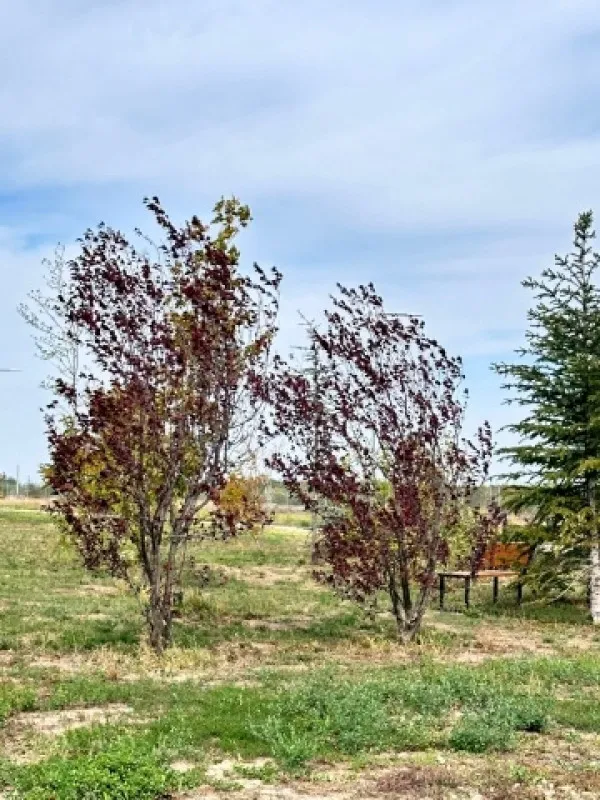 Teren de vanzare, Gulia, complex Eden Forest, deschidere 30ml, 937 mp, 53. 000euro - Imaginea 6