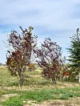 Teren de vanzare, Gulia, complex Eden Forest, deschidere 30ml, 937 mp, 53. 000euro - Miniatura 6