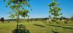 Teren de vanzare, Gulia, complex Eden Forest, deschidere 20ml, 610 mp, 36. 000euro - Miniatura 3