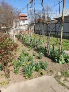 Casa, 4 camere, constructie 1950, teren 3500mp, Comuna Cosoba, 48. 900euro