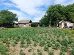 Ferma 6 ha Adjud, curent trifazic, 2 bazine de apa, 98. 000 euro - Miniatura 1