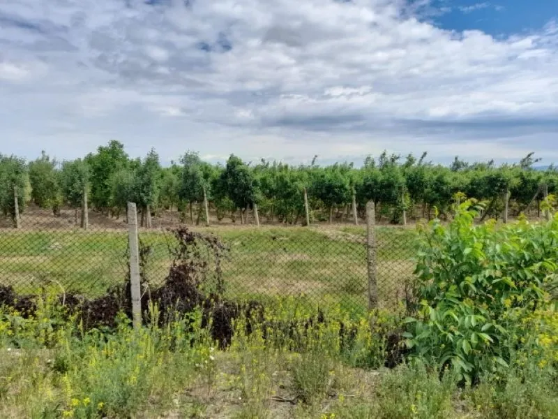 Ferma 6 ha Adjud, curent trifazic, 2 bazine de apa, 98. 000 euro - Imaginea 2