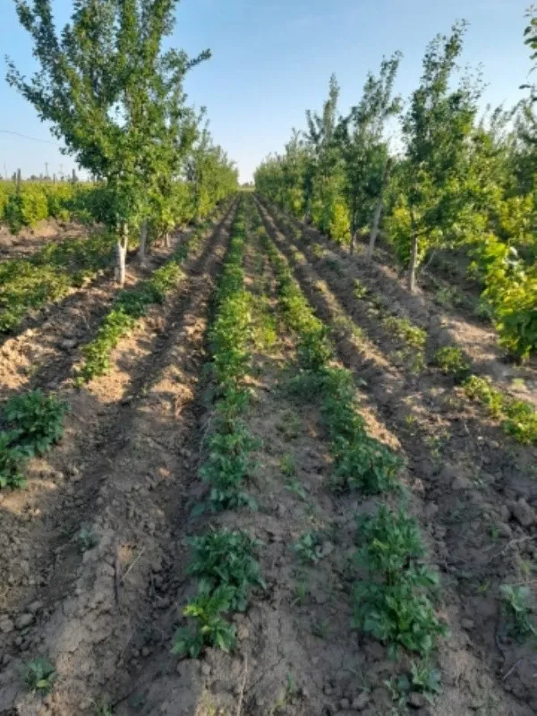 Ferma 6 ha Adjud, curent trifazic, 2 bazine de apa, 98. 000 euro - Imaginea 4