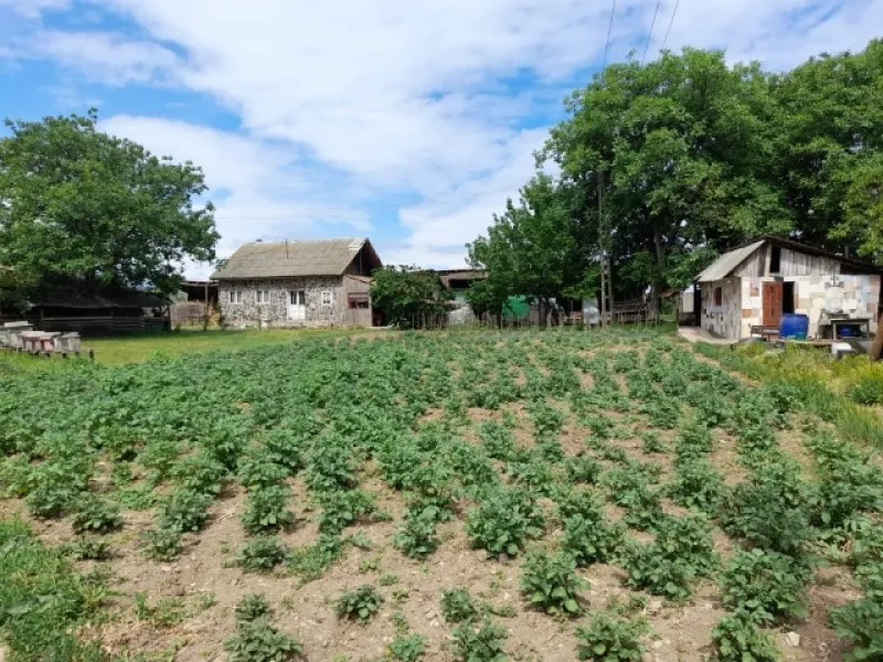 Ferma 6 ha Adjud, curent trifazic, 2 bazine de apa, 98. 000 euro - Imaginea 1