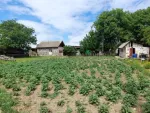 Ferma 6 ha Adjud, curent trifazic, 2 bazine de apa, 98. 000 euro - Miniatura 1