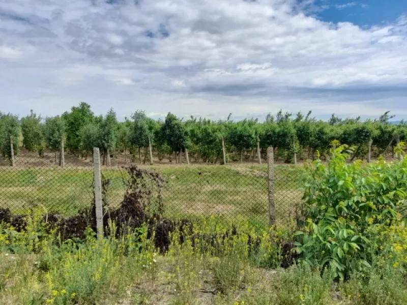 Ferma 6 ha Adjud, curent trifazic, 2 bazine de apa, 98. 000 euro - Imaginea 2