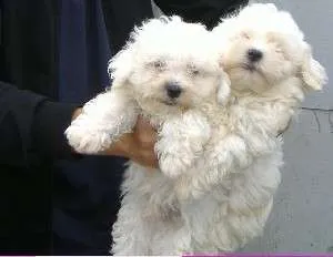 Vand catei Bichon foarte frumosi !