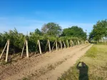 Ferma 6 ha Adjud, curent trifazic, 2 bazine de apa, 98. 000 euro - Miniatura 3