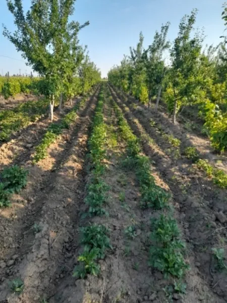Ferma 6 ha Adjud, curent trifazic, 2 bazine de apa, 98. 000 euro - Imaginea 4