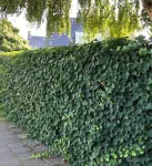 Iedera helix gard viu vesnic verde - pachet 100 buc - Miniatura 1