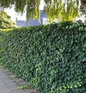 Iedera helix gard viu vesnic verde - pachet 100 buc