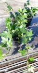 Iedera helix gard viu vesnic verde - pachet 100 buc - Miniatura 5