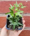 Iedera helix gard viu vesnic verde - pachet 100 buc - Miniatura 10
