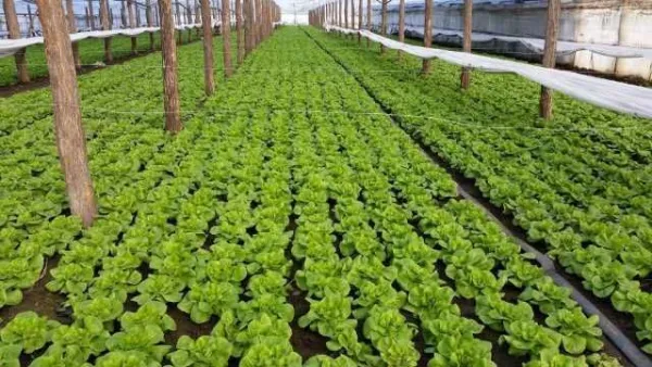 plantat legume germania - Imaginea 1