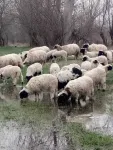 vand oi, capre si vaci - Miniatura 1