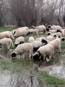 vand oi, capre si vaci